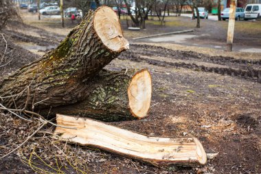 Evin avlusunda düşmüş ağaç kesti