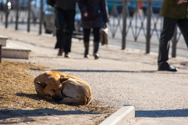 Homeless Dog Sleeping Street — Stock Photo, Image
