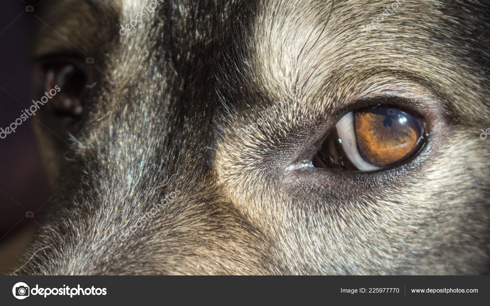 悲しい犬の目のクローズ アップ ストック写真 C Granevsergey 悲しい犬の目のクローズ アップ ストック写真 C Granevsergey