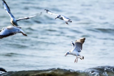 Gökyüzü üzerinde uçan martı