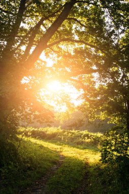 yoğun bir karanlık orman tonda güneşte bir ışın