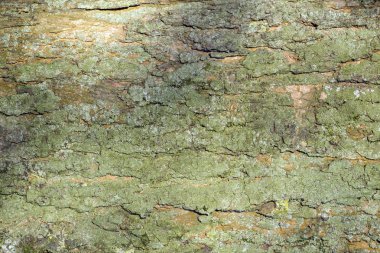 yeşil ağaç kabuğu, arka plan dokusu