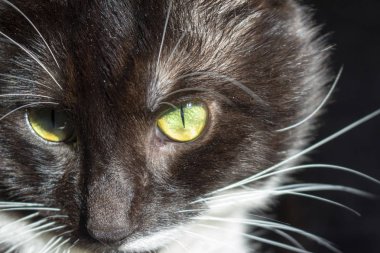 Güneş ışınları altında güzel bir kara kedi namlu