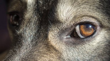 üzgün köpek gözlerini kapat