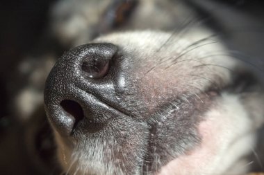 Uyuyan bir köpek namlu Close-up 