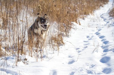 karla kaplı sahada çalışan komik gri köpek