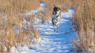 karla kaplı sahada çalışan komik gri köpek