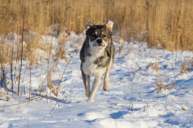 karla kaplı sahada çalışan komik gri köpek