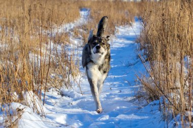 karla kaplı sahada çalışan komik gri köpek