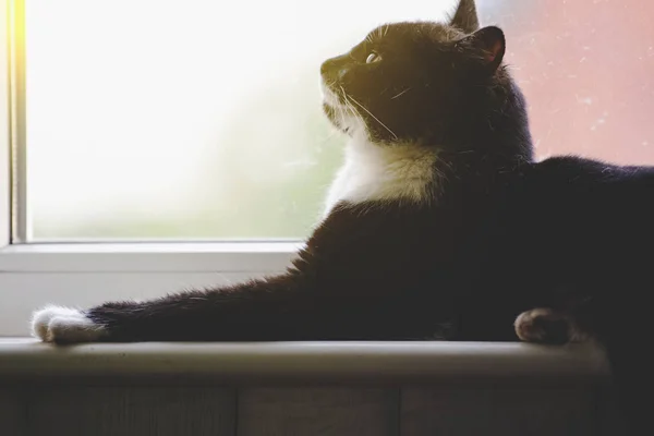 Schwarze Katze Sonnt Sich Der Sonne Getönt — Stockfoto