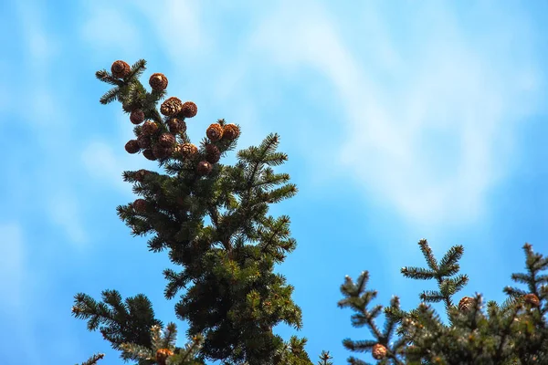 松ぼっくり青い空を背景に木の枝 — ストック写真