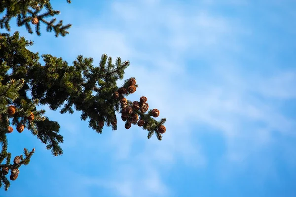 松ぼっくり青い空を背景に木の枝 — ストック写真