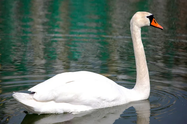 Belo Cisne Branco Lago — Fotografia de Stock