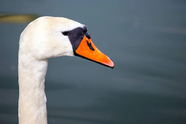 Focinho Cisne Branco Close — Fotografia de Stock