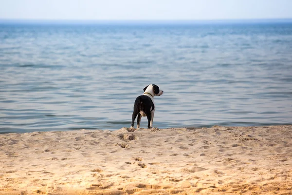 Beautiful Calm Little Dog Sea Shore — Stock Photo, Image