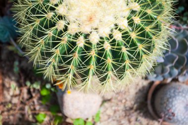 Yukarıdan güzel dikenli kaktüs görünümü