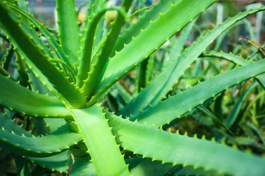 yeşil sulu aloe çalılıkları