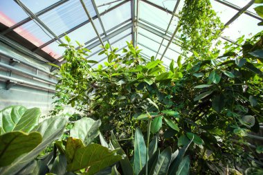 Konservatuar tropik bitkilerin yoğun çalılıkları