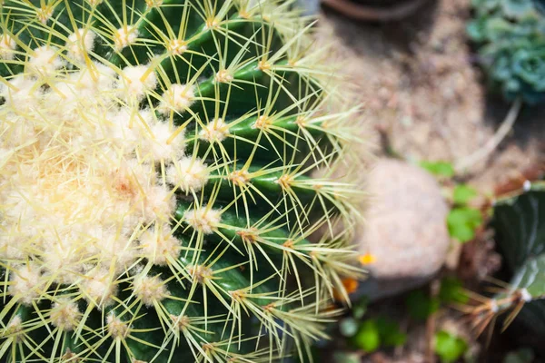 Belle Vue Sur Cactus Épineux Haut — Photo