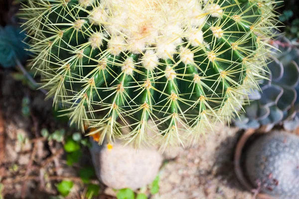 Yukarıdan güzel dikenli kaktüs görünümü