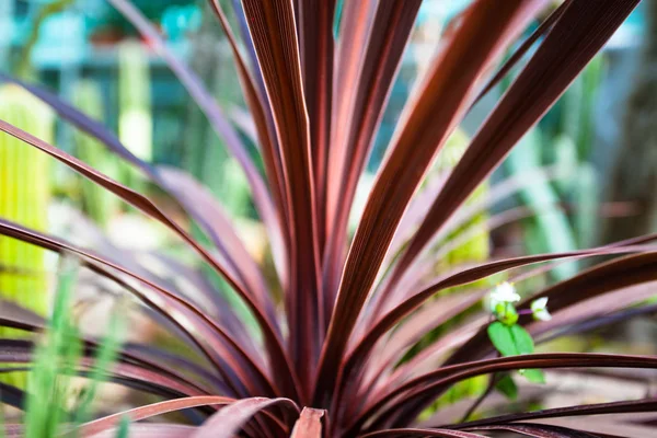 エキゾチックな植物の細長い赤い葉 — ストック写真