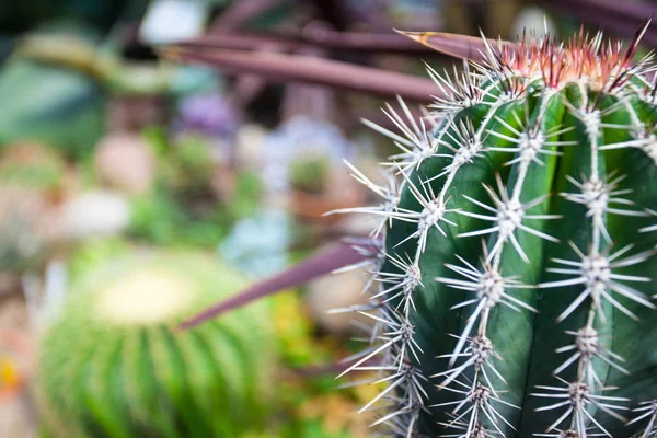 Açık görünümden güzel dikenli kaktüs