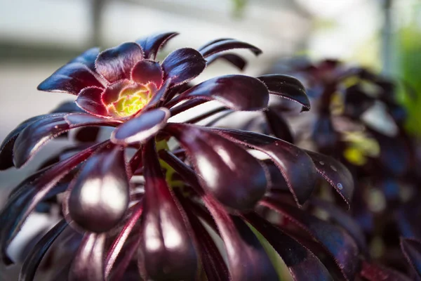 Exóticas Flores Vermelhas Escuras — Fotografia de Stock