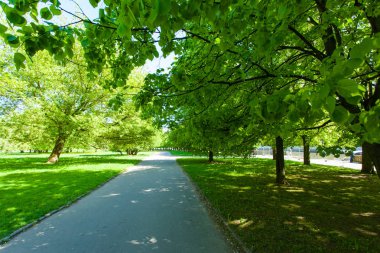 bir patika yeşil park