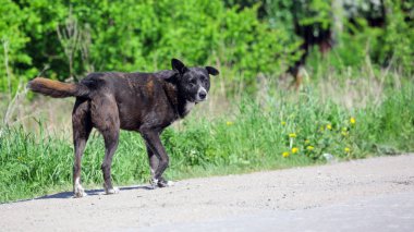 sokak siyah sokak köpeği