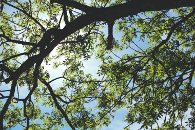 tonda mavi gökyüzüne karşı bir ağacın dalları üzerinde bırakır