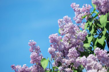 Gökyüzüne karşı mor eflatun çiçek çiçekler