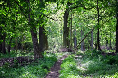 yoğun bir yeşil orman güneş ışınlarının
