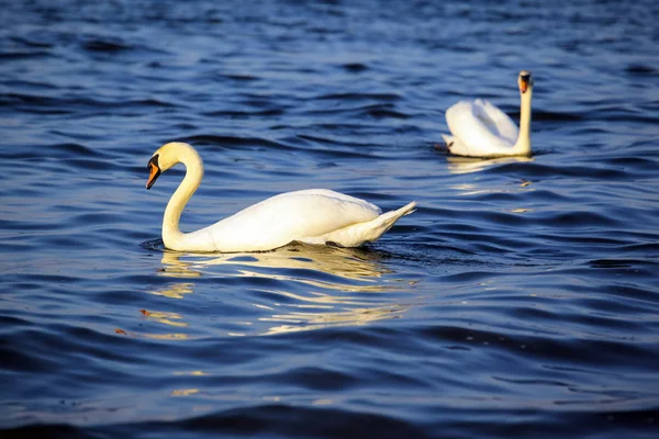 Dois Cisne Branco Bonito Lago — Fotografia de Stock