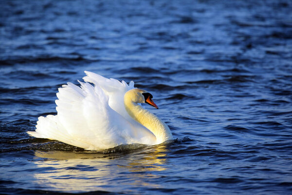 красивый белый лебедь на озере