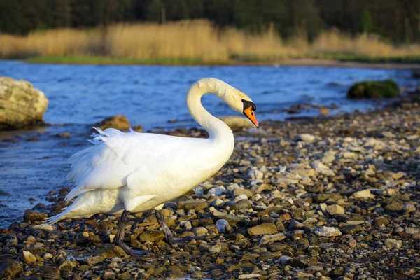 Belo Cisne Branco Junto Lago — Fotografia de Stock