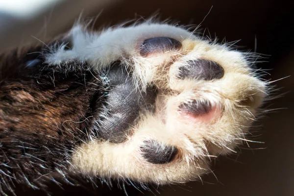 Soft Hairy Paw Domestic Cat Close — Stock Photo, Image