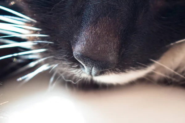 Černý Kočičí Nos Zblízka — Stock fotografie