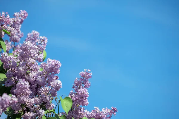 Kwitnących Kwiatów Fioletowy Liliowy Przeciwko Niebo — Zdjęcie stockowe