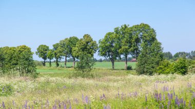 yeşil çayır ve orman mavi gökyüzünün altında
