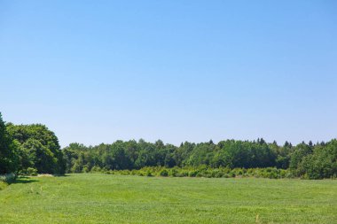 yeşil çayır ve orman mavi gökyüzünün altında