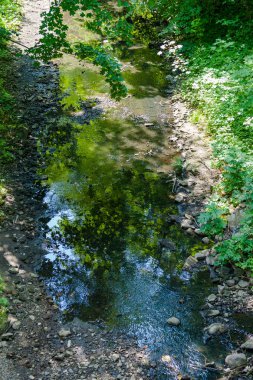 Küçük dağ nehir yeşil ağaçlar arasında