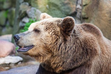 bir boz ayı büyük bir namlu