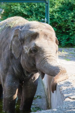 fil çit için bıkkın