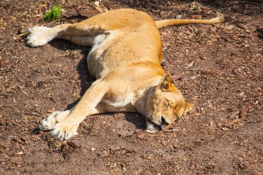 güneşin altında istirahat yetişkin dişi aslan