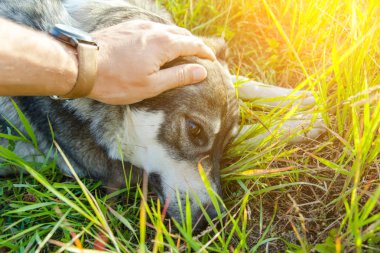kişi okşayarak gri köpek tonda niteliğine