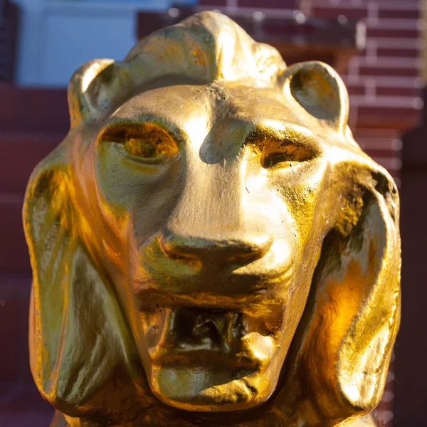 Golden Head Lion — Stock Photo, Image
