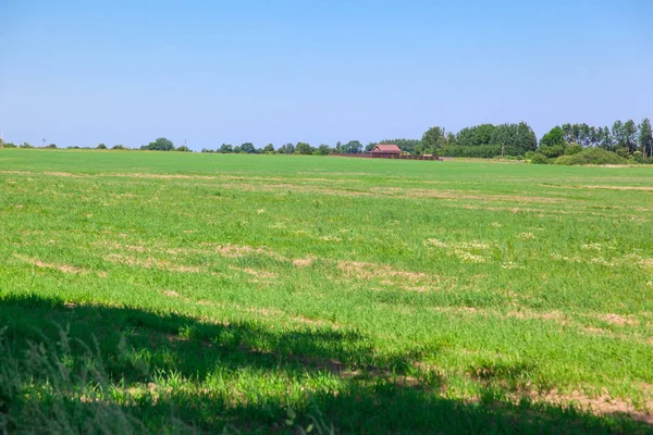 yeşil çayır, orman ve mavi gökyüzünün altında küçük ev