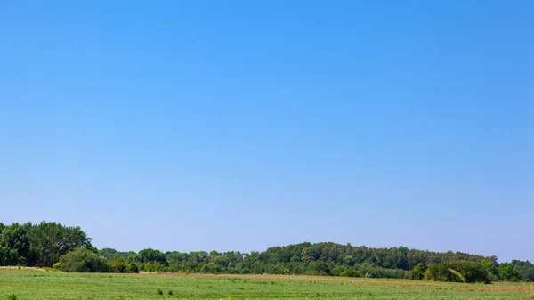 Зеленый Луг Лес Голубым Небом — стоковое фото