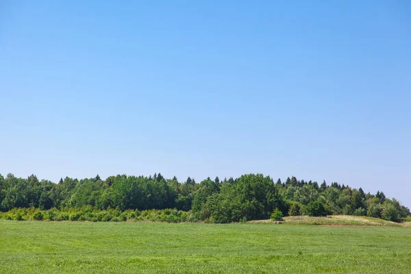 yeşil çayır ve orman mavi gökyüzünün altında