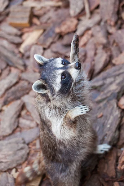 Mignon Petit Mug Raton Laveur Mendiant — Photo